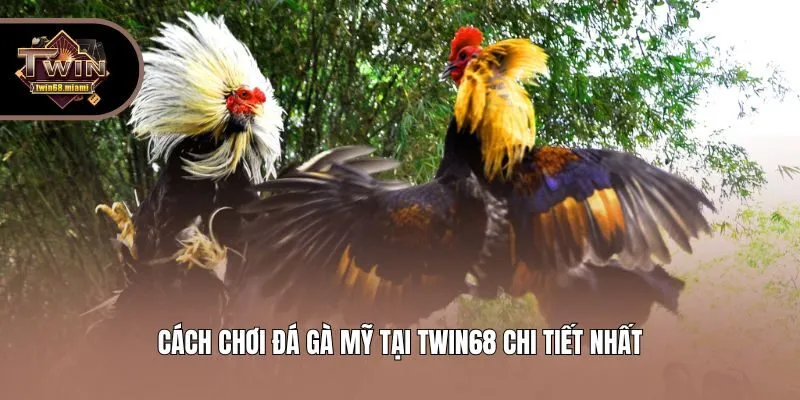 Cách chơi đá gà Mỹ tại Twin68 chi tiết nhất