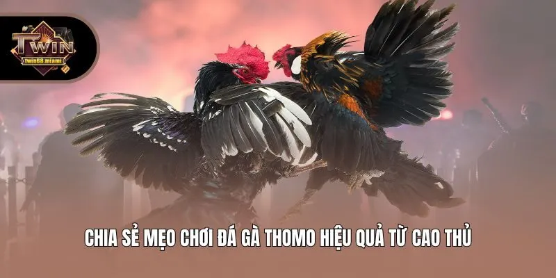 Chia sẻ mẹo chơi đá gà Thomo hiệu quả từ cao thủ