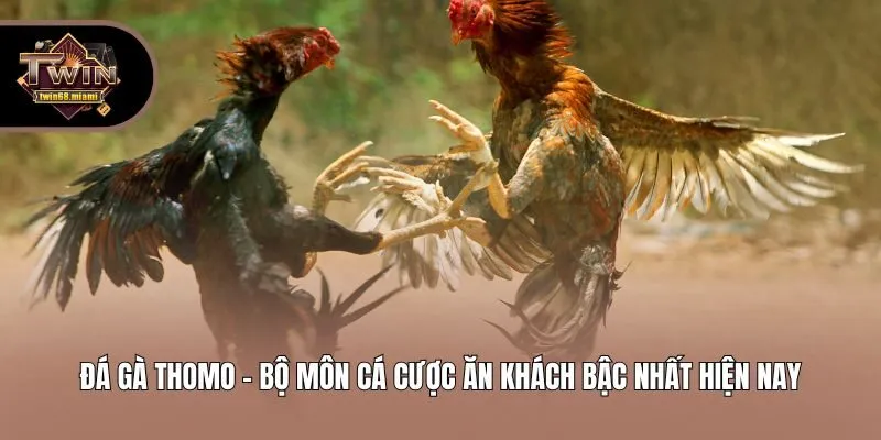 Đá Gà Thomo - Bộ Môn Cá Cược Ăn Khách Bậc Nhất Hiện Nay