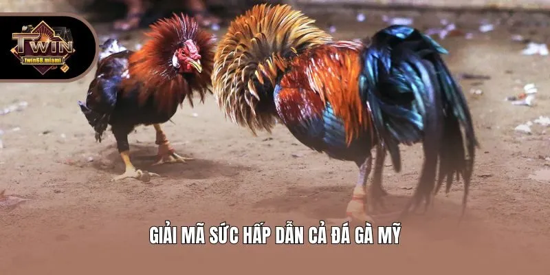 Giải mã sức hấp dẫn cả đá gà Mỹ