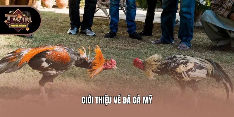 Giới thiệu về đá gà Mỹ