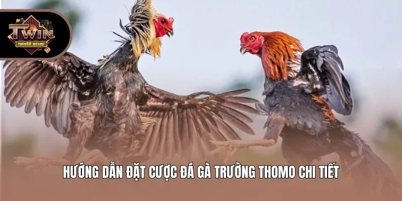 Hướng dẫn đặt cược đá gà trường Thomo chi tiết