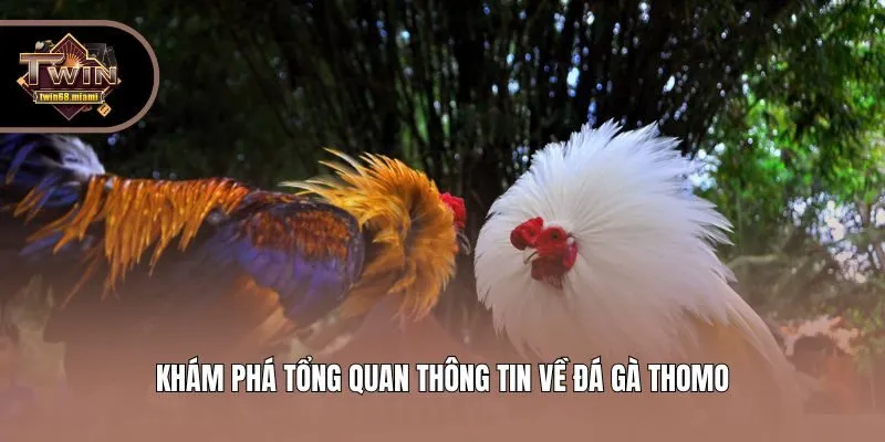 Khám phá tổng quan thông tin về đá gà Thomo
